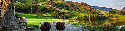 Country & Farming